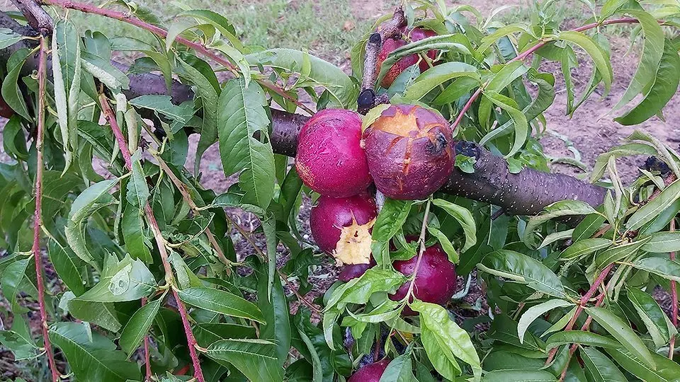 Nectarines d&#39;una finca d&#39;Alcarràs malmesa per la pedregada del 17 de juny