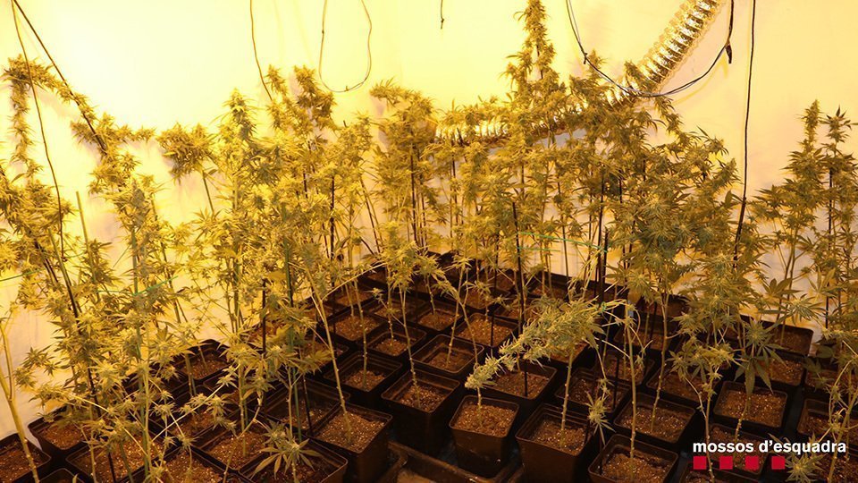 Plantes de marihuana  incautades pels Mossos d&#39;Esquadra a Torregrossa