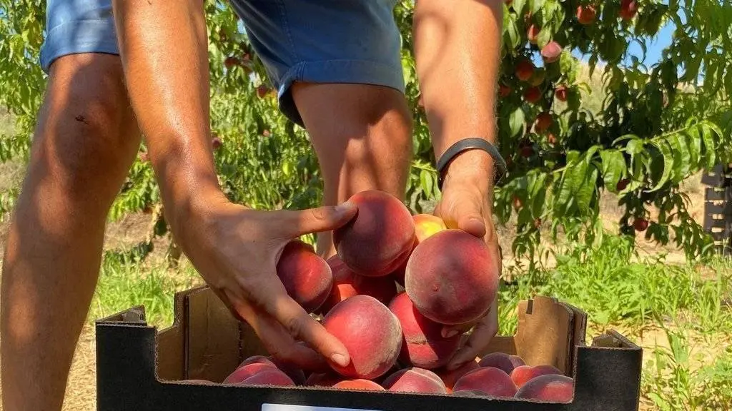 préssecs aitona fruita dolça mirada local