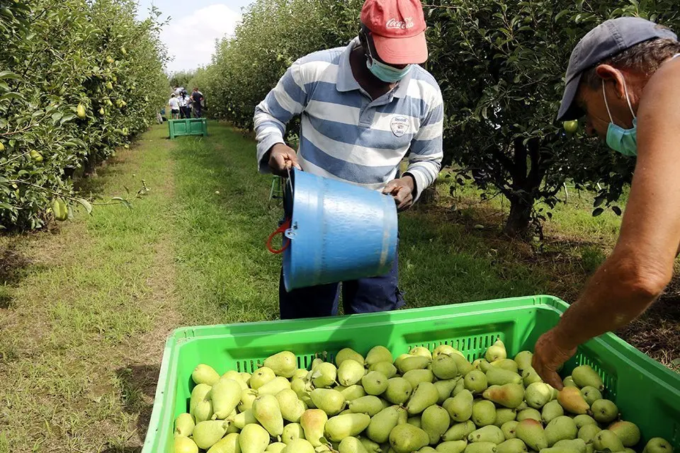 Un temporer i un pagès recollint fruita en una finca de Ponent