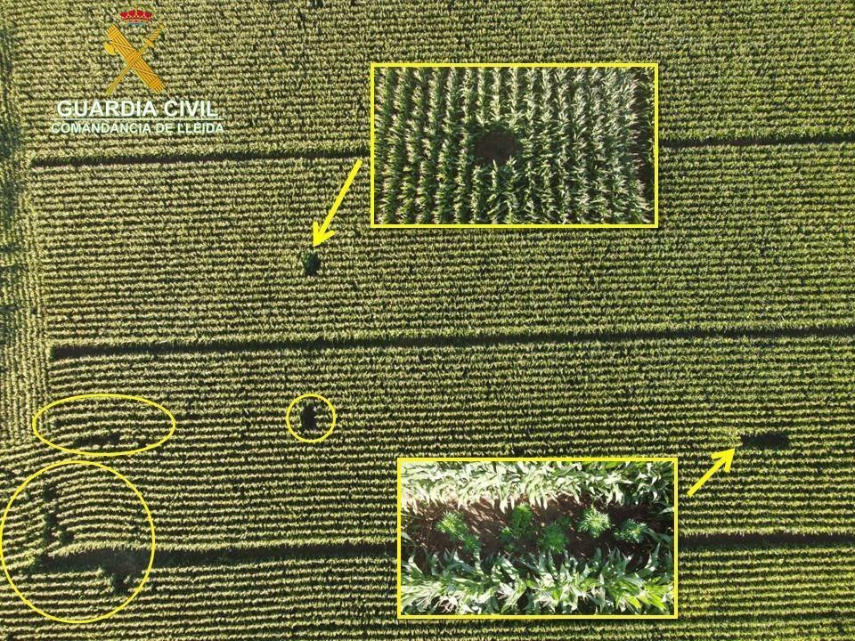 Imatge aèria de les plantes de marihuana entre el conreu a la Noguera