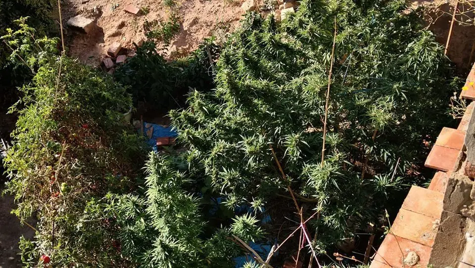 La plantació de marihuana localitzada en un immoble de les Borges Blanques