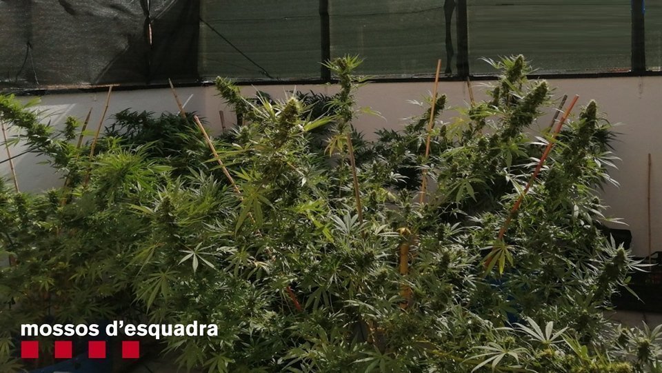 La marihuana comissada en dos domicilis de Golmés @Mossos d&#39;Esquadra