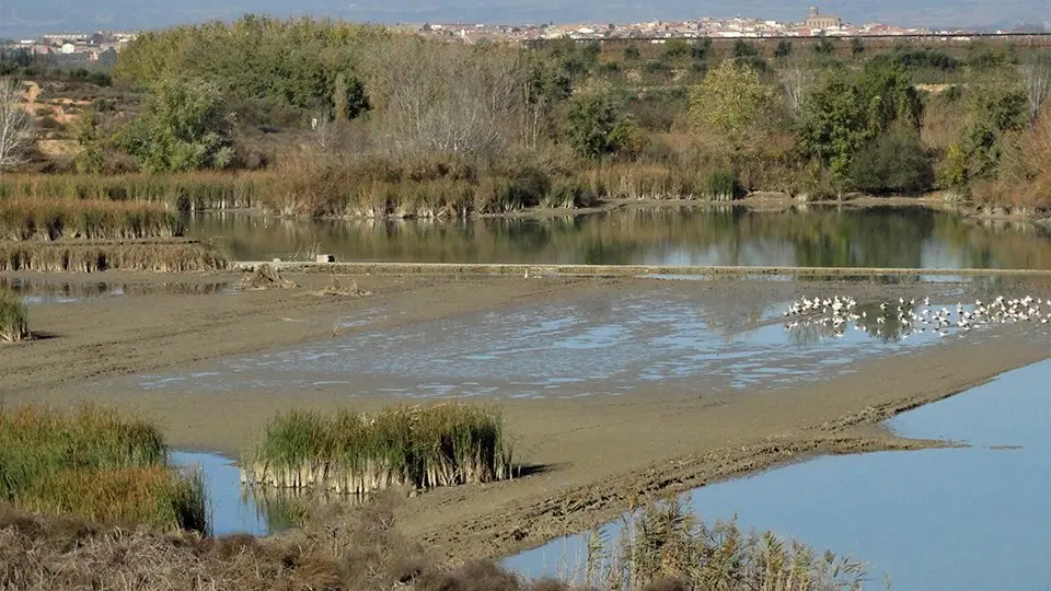 Buidatge de l'Estany d'Ivars i Vila-sana  - Marina Pallàs Barta