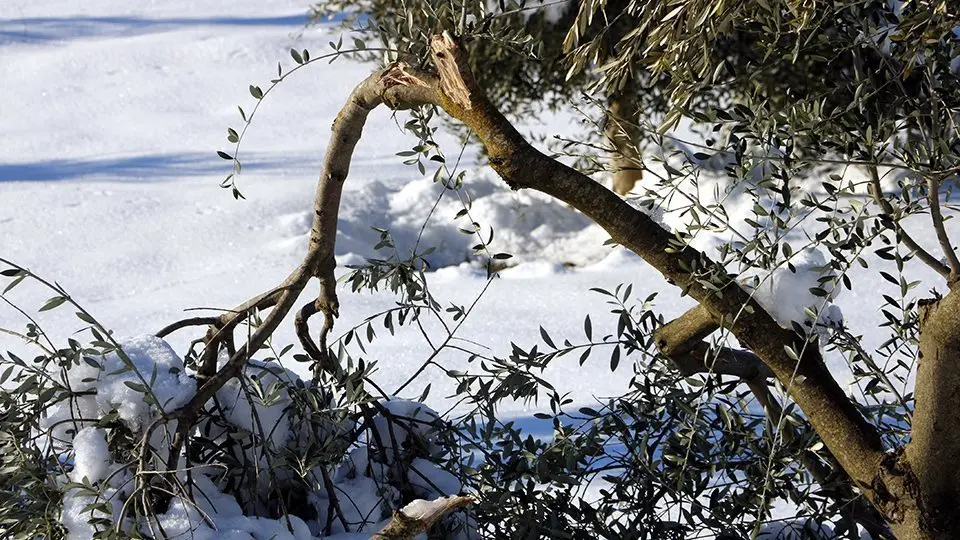 Camp d'oliveres amb arbres amb rames trencades pel pes de la neu, a Vinaixa @ACN