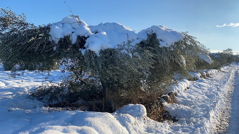 Les oliveres de les Garrigues, cobertes de neu pel Filomena