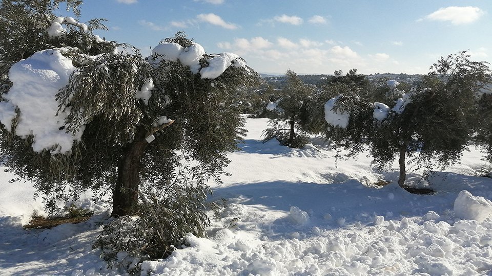 Les oliveres de les Garrigues, cobertes de neu @ACN