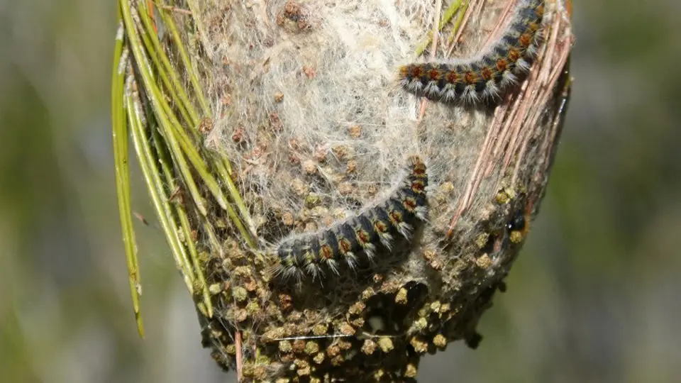 L'eruga processionària de pi (Thaumetopoea pityocampa)