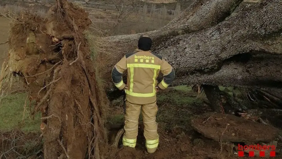 Alzina centenària quer va arrencar la tempesta a Àger @Bombers