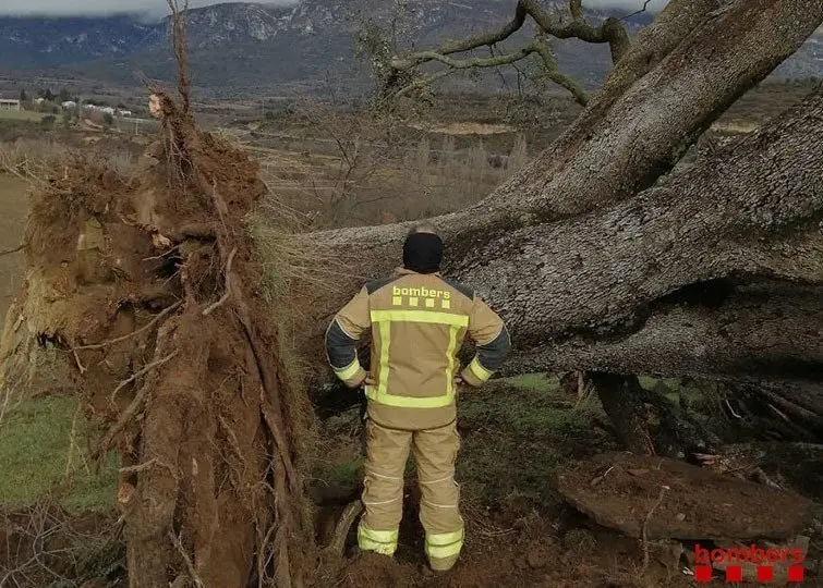 Alzina centenària quer va arrencar la tempesta a Àger @Bombers