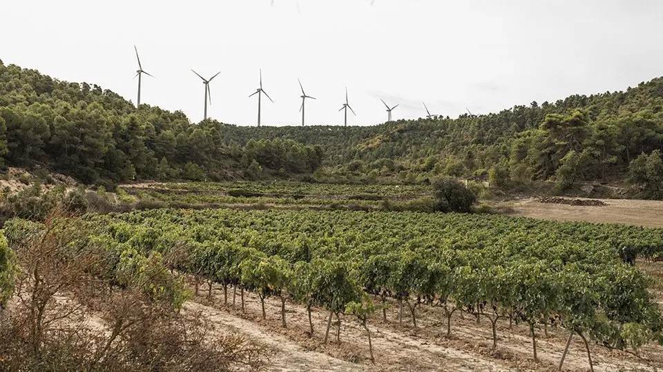 DO Costers del Segre en contra de la massificació d'eòliqua @BlueCollectors