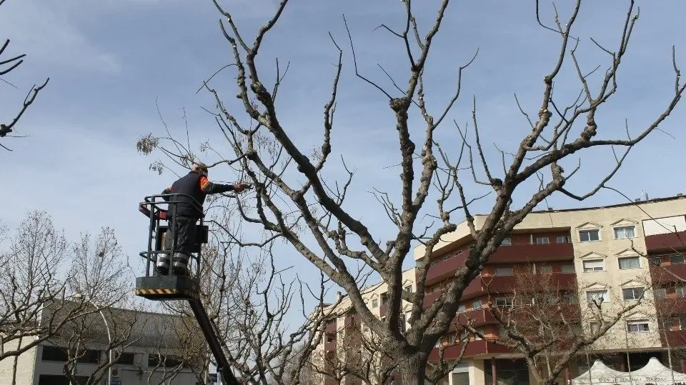 Treballs de poda realitzats a Tàrrega aquesta setmana (1) (1)