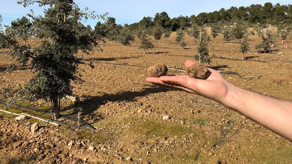 Les primeres tòfones recollides a Maials en la plantació experimental