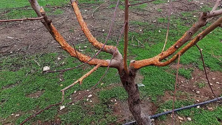 Els arbres rosegats per la plaga de conills