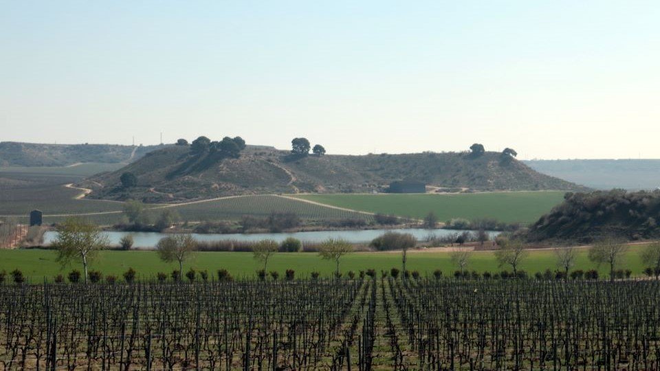 Pla general de vinyes de Raimat, amb l'estany de la Clamor Baixa al fons, el 10 de març del 2021. (Horitzontal) - Salvador Miret