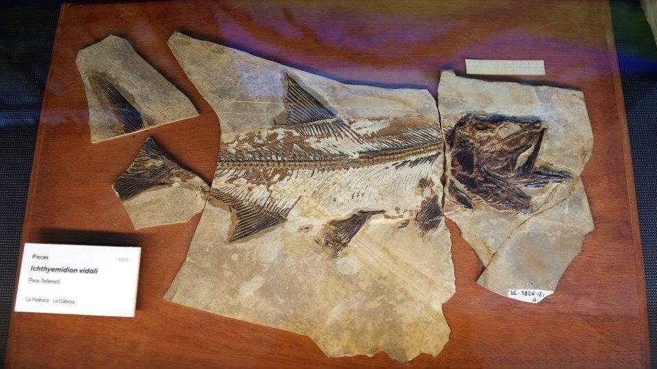 Anna Berga
Pla general d'un fòssil d'un peix que es pot veure a la nova col·lecció de fòssils del Centre d'Interpretació del Montsec de Vilanova de Meià, el 20 de març de 2021. (Horitzontal)