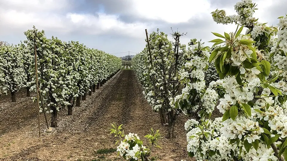 Arbres fruiters en la partida de Rufea a Lleida @territoriscat