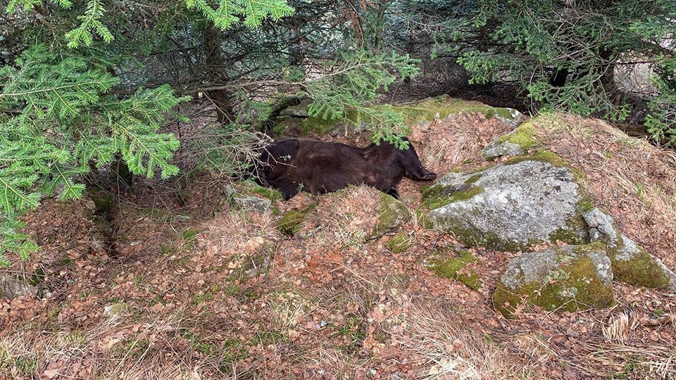 Arxiu, l'ós Cachou, apareix mort al municipi de Les @ConselhGenerau d'Aran