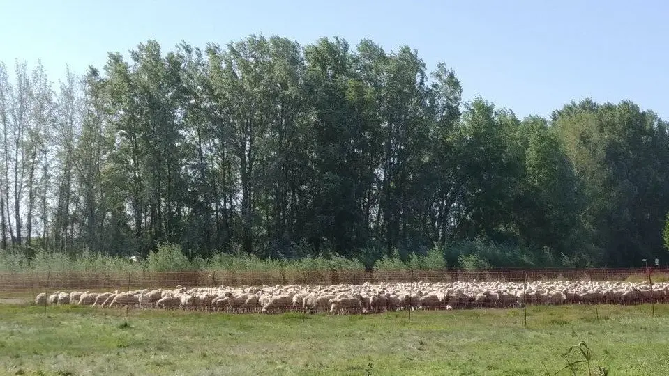 L'ús ramader dels Aiguamolls de Rufea ha estat un fet històric - Foto: Cedida per la Paeria de Lleida