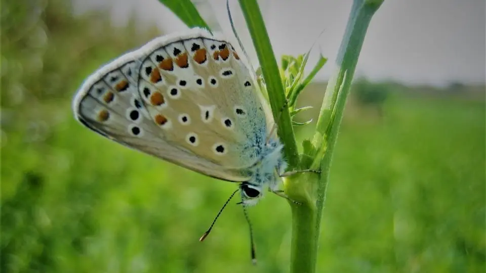 Papallona insecte Polyommatus icarus - estudi udl lleida