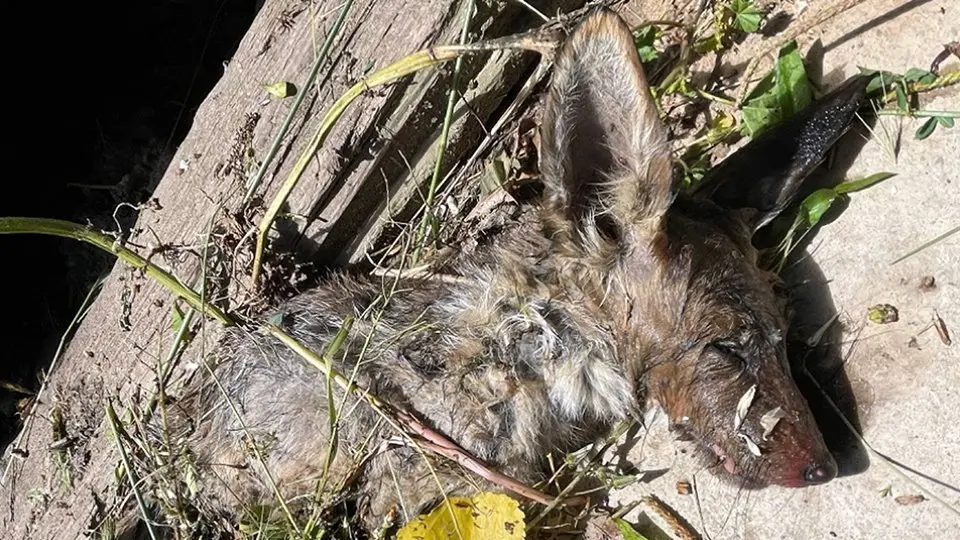 Una guineu localitzada mort al Canal d'Urgell, a les Borges Blanques @Ipcena