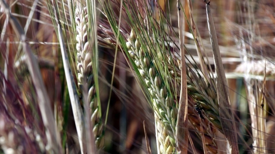 Pla detall d'una espiga de blat en una finca a Gimenells. Fotografia: ACN.