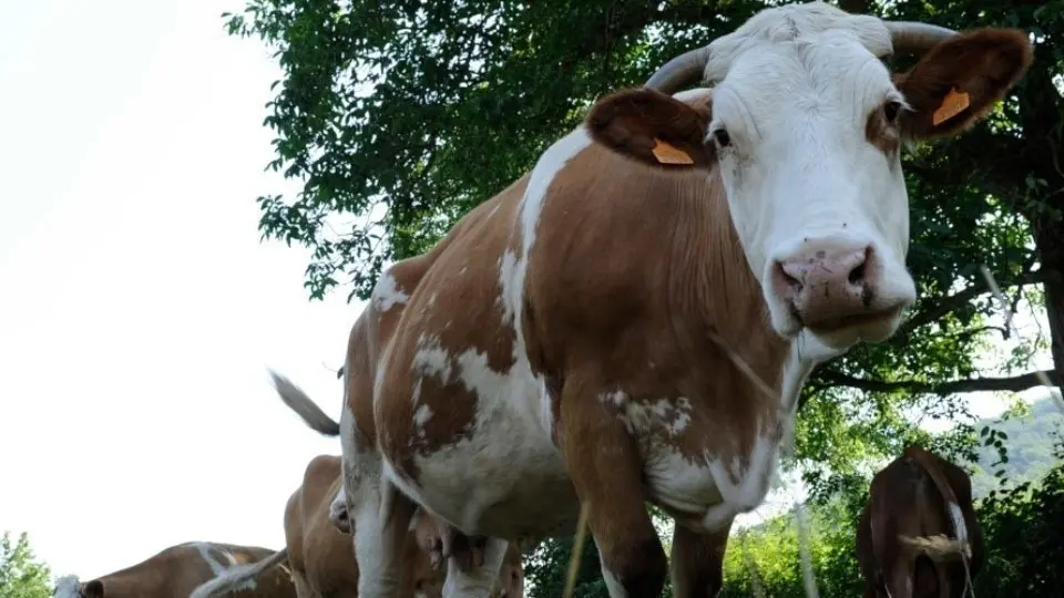 La UdL, a la xarxa estatal de benestar animal