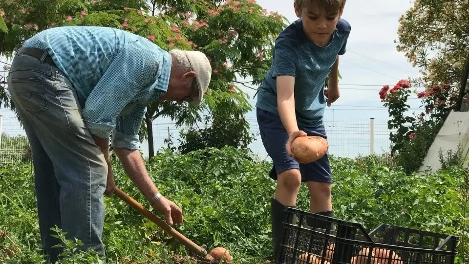 'Collita i camp d'aprenentatge de les patates', nova activitat de la Granja Pifarré.