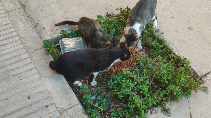 Alimentació gats  Palau - Ajuntament del Palau