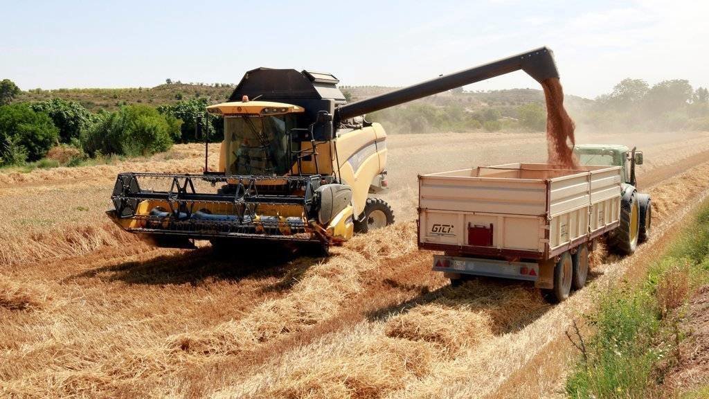 Anna Berga
Pla general del moment en què una màquina recol·lectora aboca el blat segat dins una carrossa en una finca a Arbeca, el 24 de juliol de 2021. (Horitzontal)