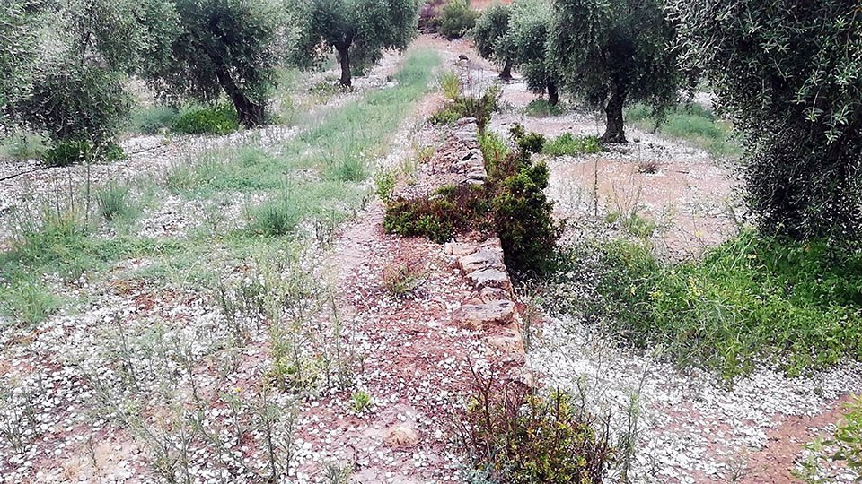 Pla obert d'una finca d'olivera de Bovera, a les Garrigues, amb la pedra caiguda al terra, el 31 de juliol del 2021. (Horitzontal)