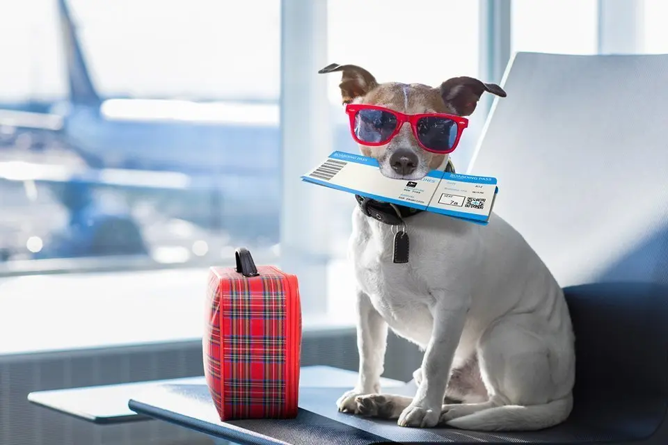 holiday vacation jack russell dog waiting in airport terminal ready to board the airplane or plane at the gate, luggage or bag to the side