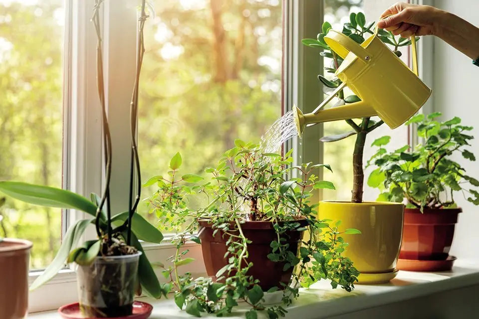 hand with water can watering indoor plants on windowsill