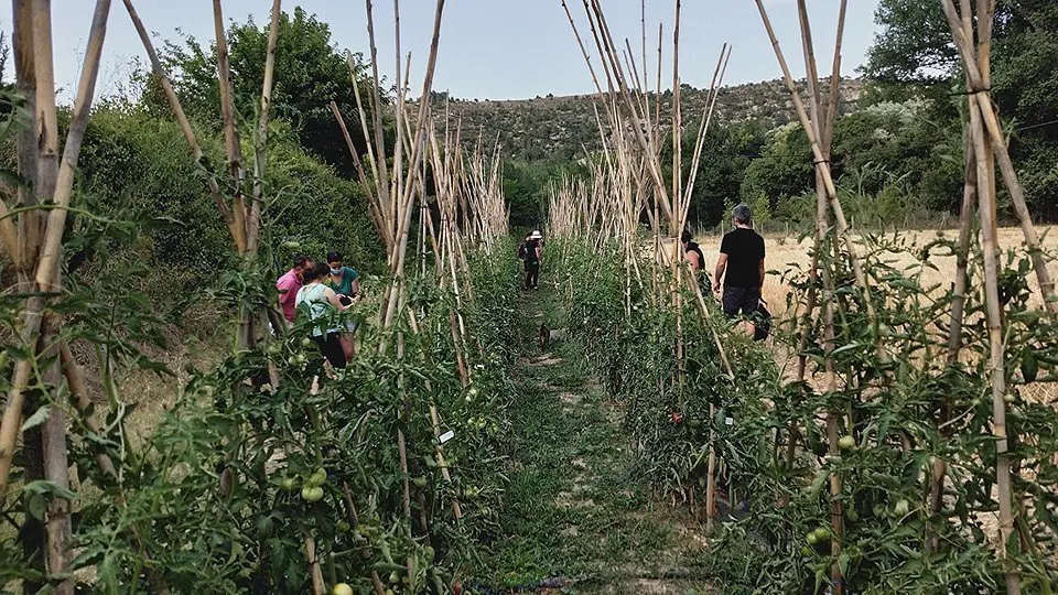 Conreu de varietats de tomates @AccióClimàtica