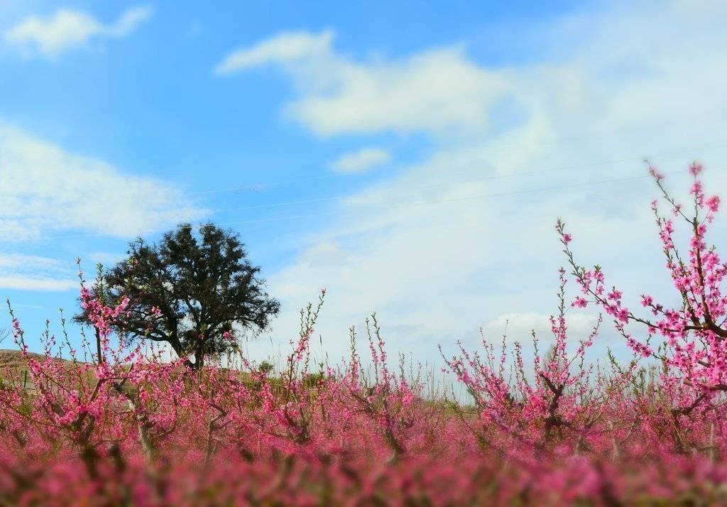 Pla general de l'alzina vista des d'un camp florit - Foto de Xavier Soberà
