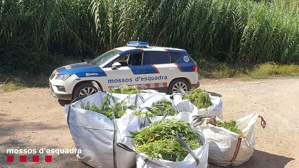 Les plantes que s'han retirat en les plantacions desmantellades @Mossos