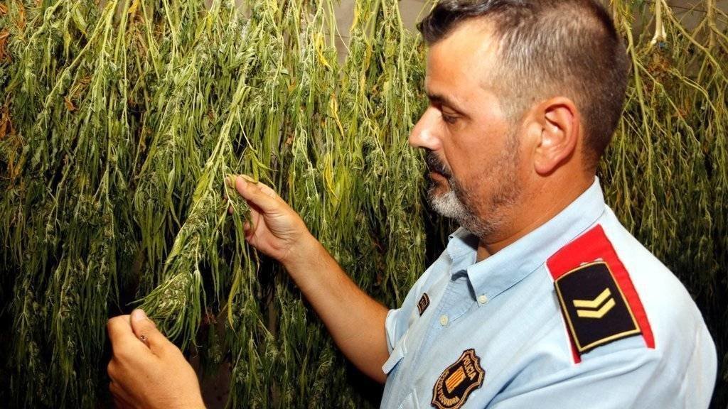 El sotscap d'investigació dels Mossos a l'ABP del Segrià-Pla d'Urgell-Garrigues, David Mora, mostrant plantes de marihuana assecant-se a la comissaria, per posteriorment analitza-les - Foto: Oriol Bosch