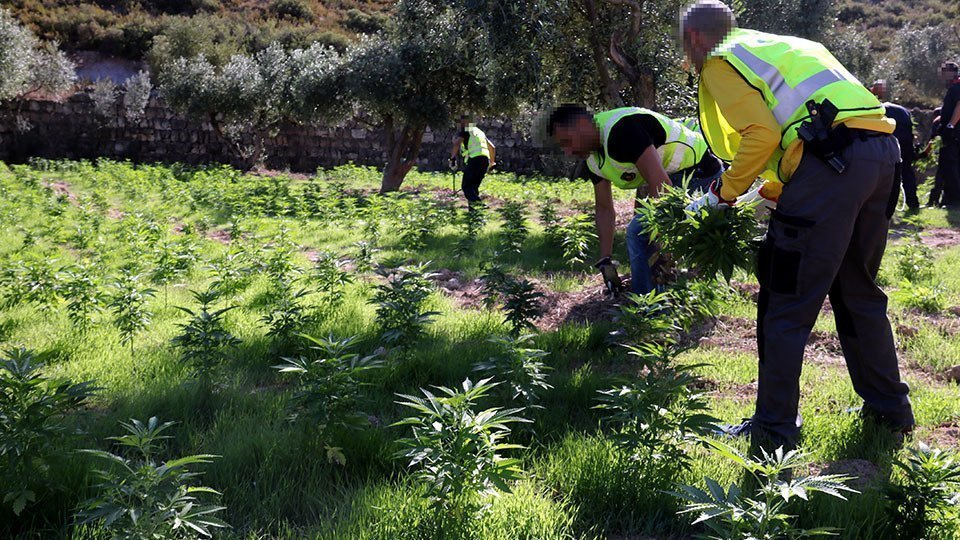Els Mossos d'Esquadra desmantellant una plantació de marihuana localitzada a Castelldans @Mossos