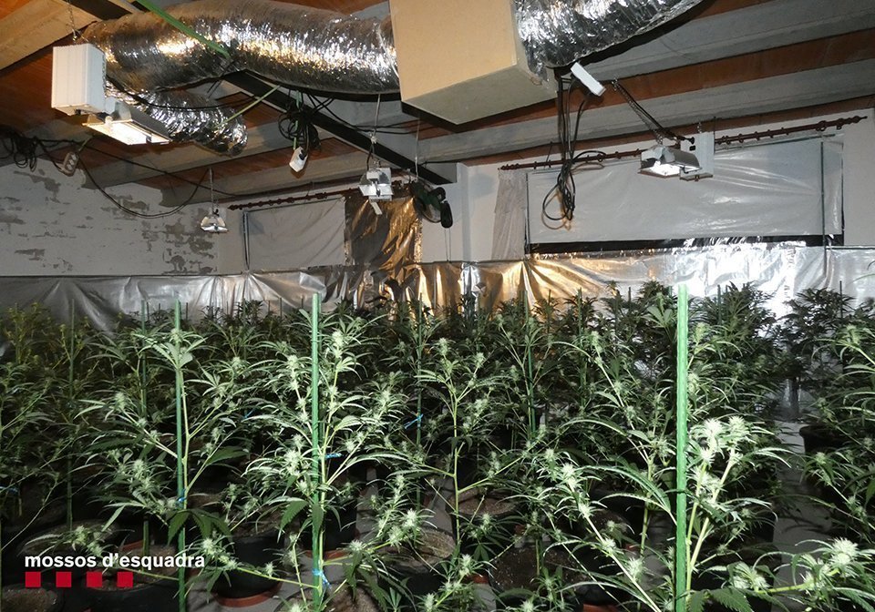 Plantes intervengudes en un domicili de Fonolleres @Mossos