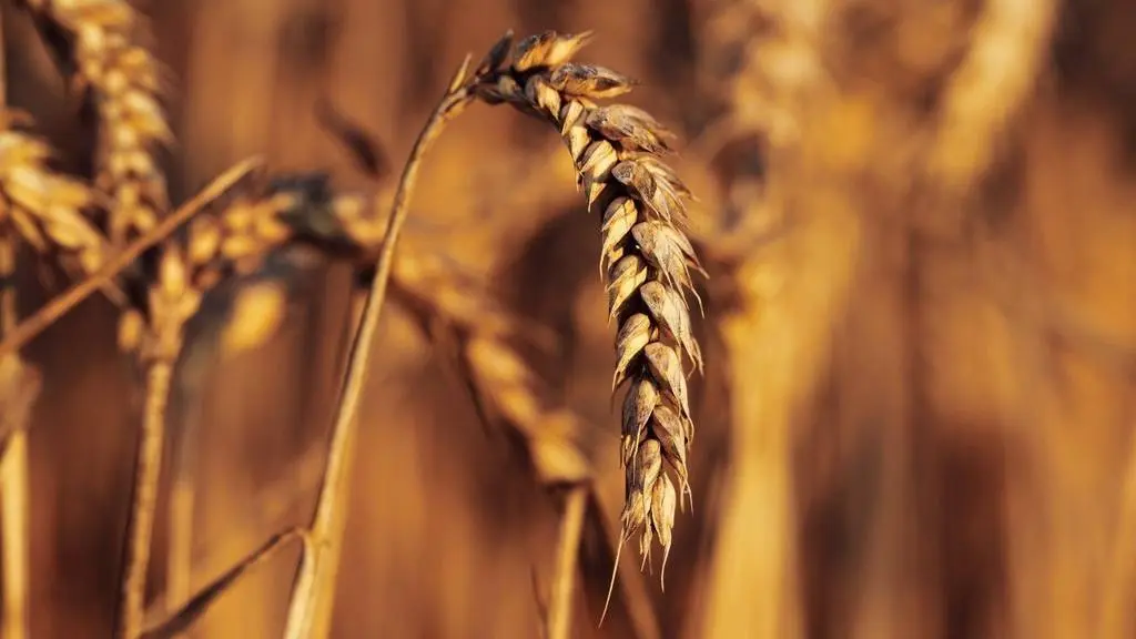 Cereals farratge collita pagesia camp cultiu - Foto: Christian Englmeier (Unsplash)