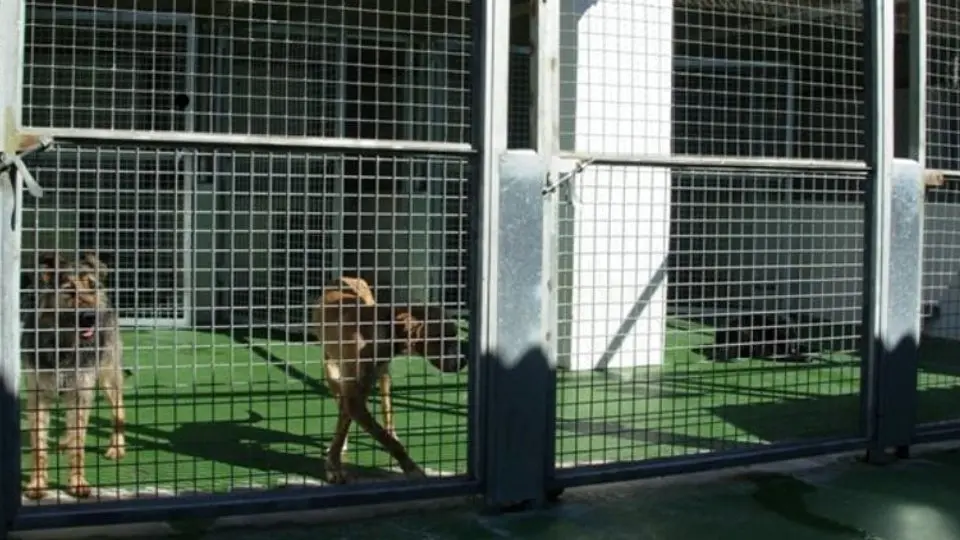 Centre d'Acollida d'Animals de Companyia del Segrià