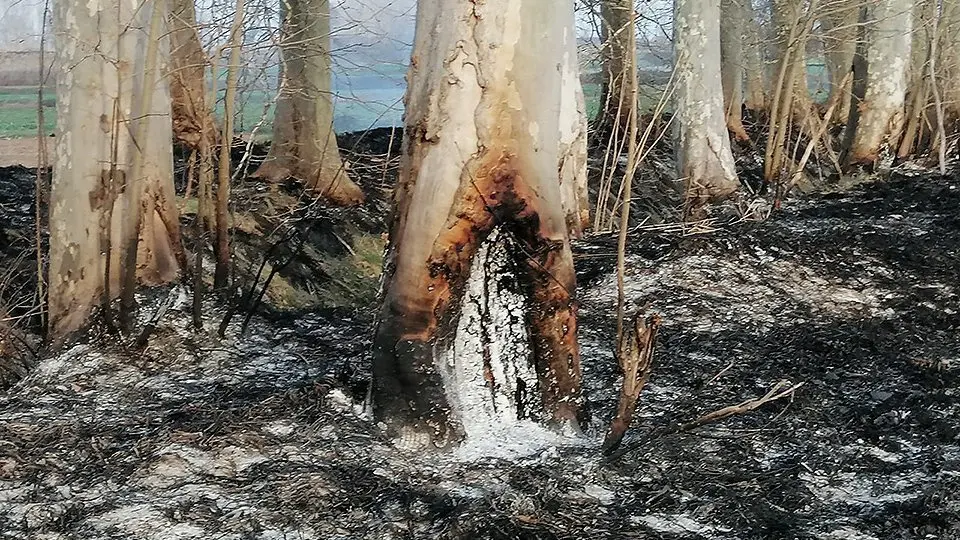 Arbres cremats a la banqueta de Bellvís ©CanalViu