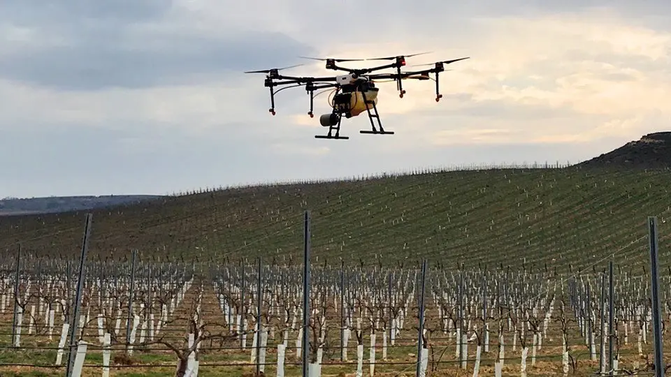 Un dron aplicant fitosanitari en les finques de Raimat  ©Irta