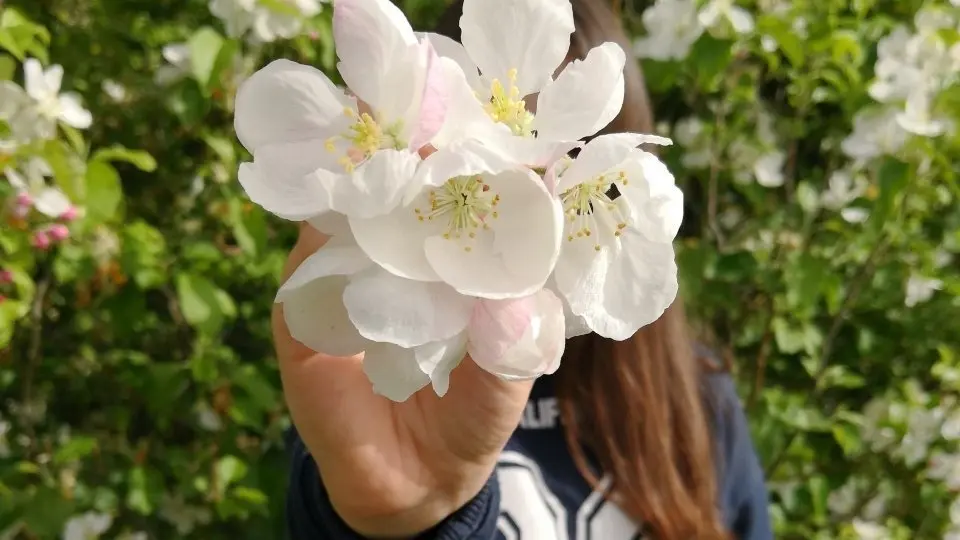 Hanami Horta