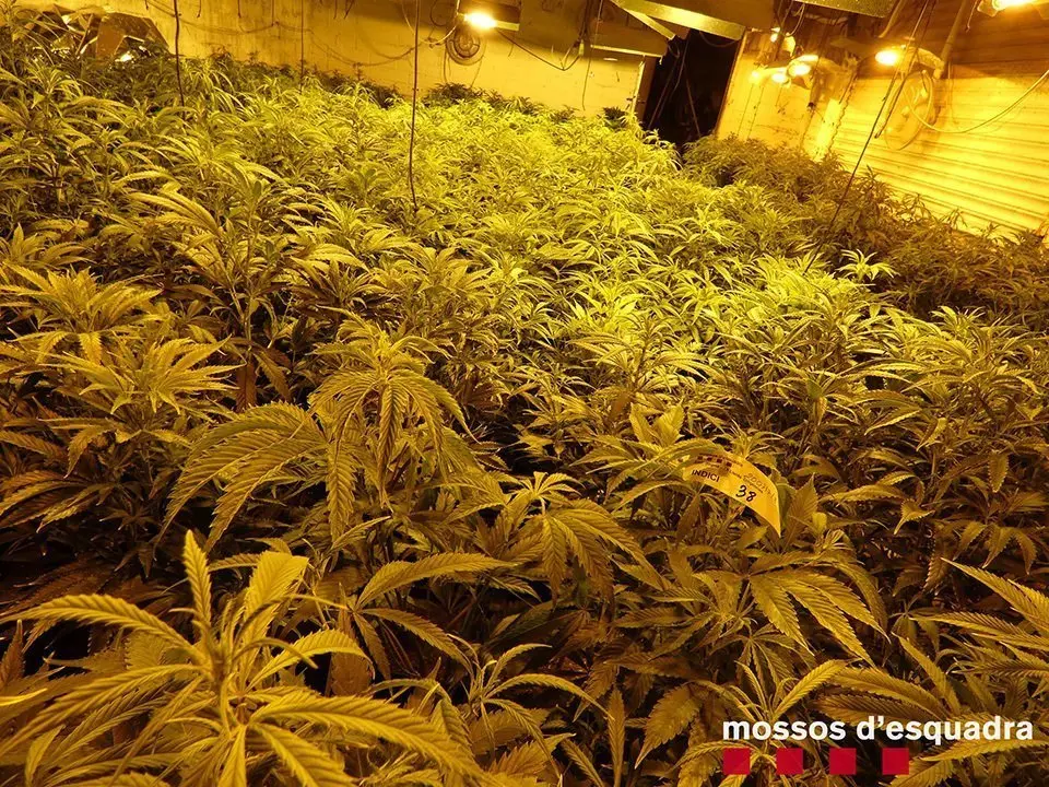 Imatge de les plantes localitzades a l'horta de Lleida ©Mossos