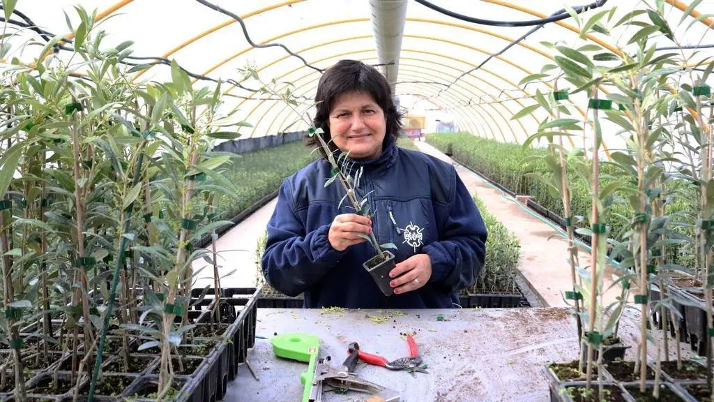 Montserrat Martos, participant del projecte al seu lloc de treball al Viver ACUDAM - Foto: ACUDAM