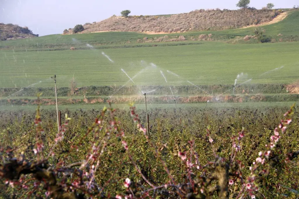 Reg d'asperció en funcionament en una finca de fruita dolça de Corbins per mirar de protegir el cultiu de la gelada ©OriolBosch