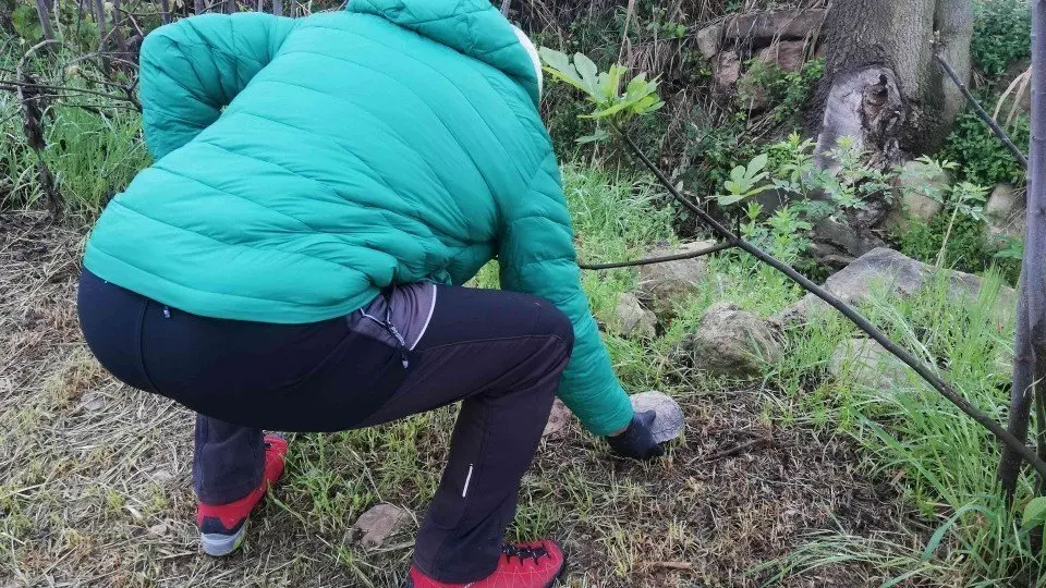 L'alliberament de la tortuga autòctona de rierol ©AjBorgesBlanques