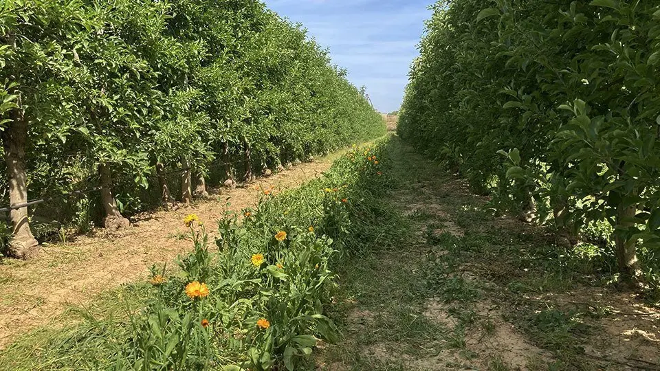 Bandes florals en una finca de Ponent ©IRTA