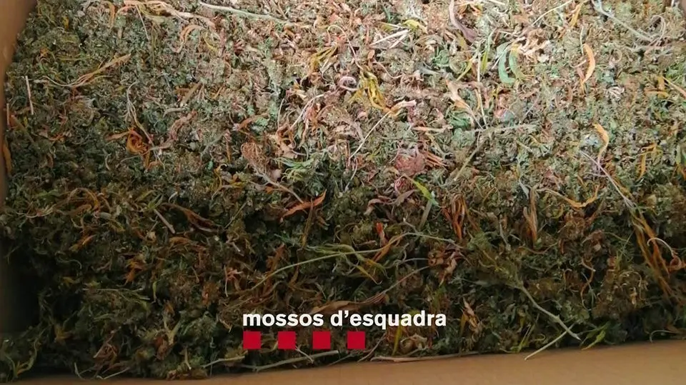 Les plantes comissades a l'àtic de Mollerussa ©Mossos